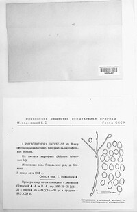 Phytophthora infestans image